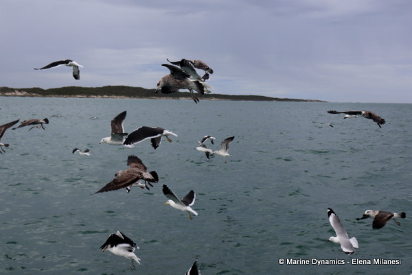 Kelp gulls, South Africa 